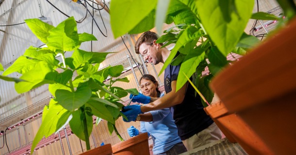 Postdoctoral researchers Benjamin Turc and Asha Kumari take samples from tobacco plants in Kasia Glowacka’s lab. They can then extract RNA to check the expression of a gene involved in plant genomic modification. Glowacka’s lab focuses on research goals including improving crop resistance to abiotic stresses such as low water availability and chilling temperatures. (Craig Chandler/University Communication and Marketing)